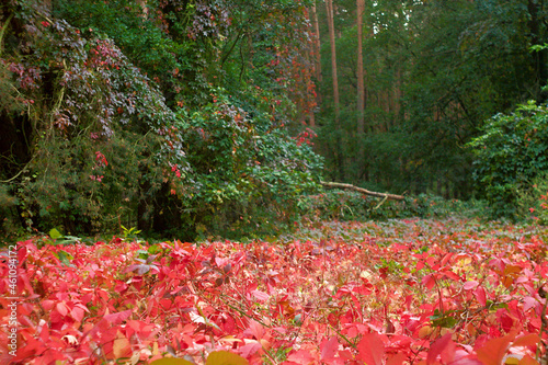 A beautiful forest grove in Germany