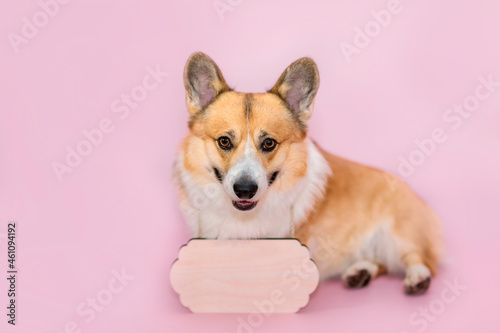 portrait of a cute corgi with a wooden empty plaque for recording sitting on a pink background