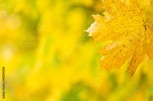 Very bright yellow autumn leaf with red stem, on a bright green and yellow background with shallow focus bokeh