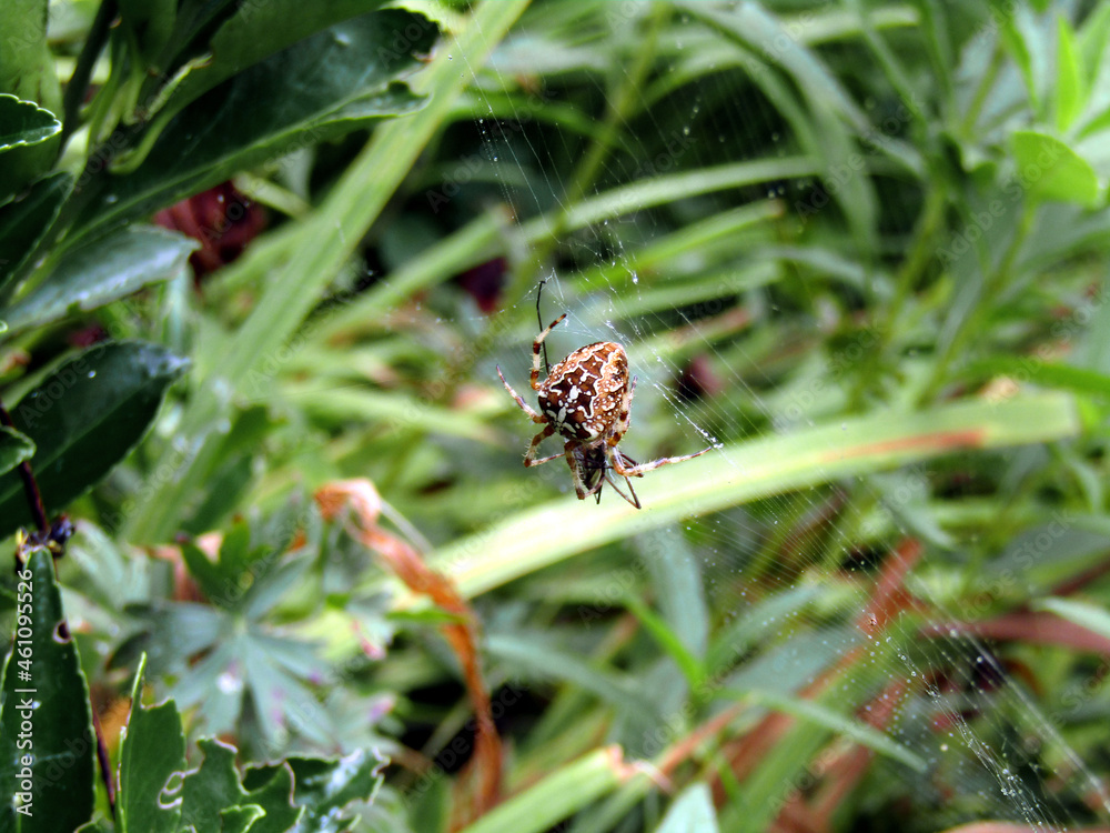 Spider waiting in its web