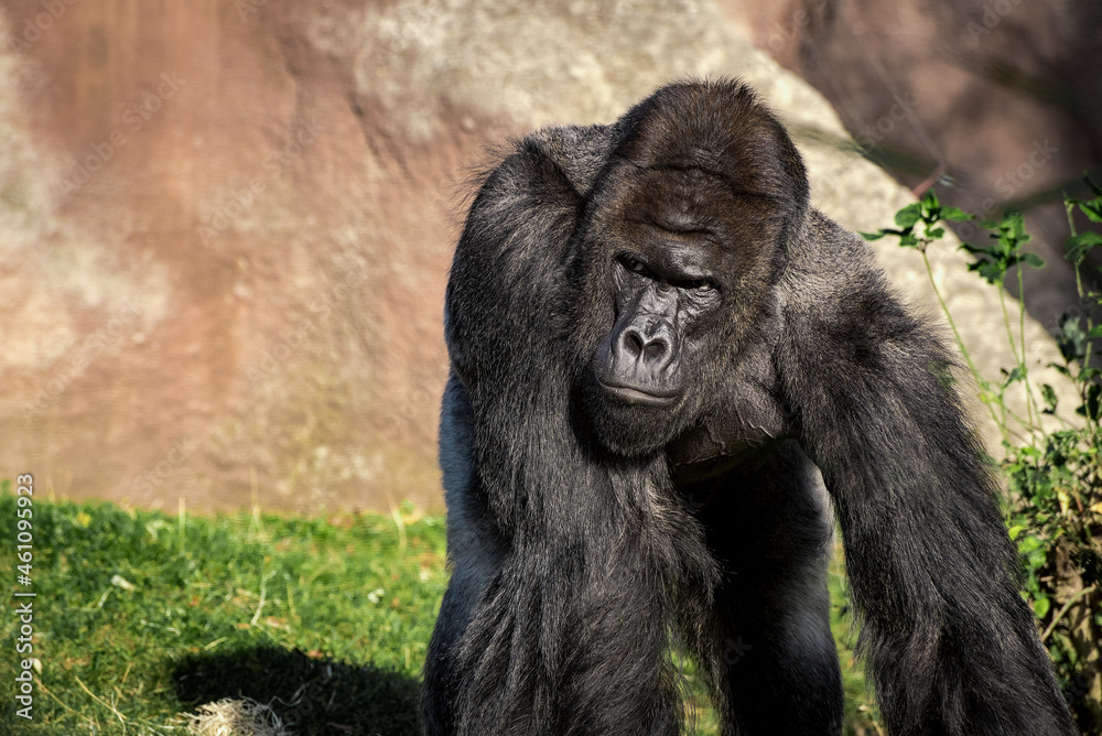 Naklejka premium Male gorilla from Prague Zoo