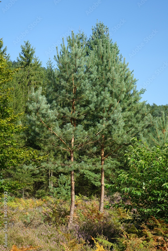 Fototapeta premium Pine trees and blossoming heath in binational natural protection habitat in late summer, Obersteinbach, France