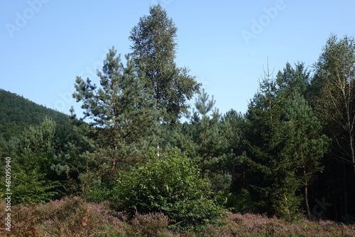 Pine trees and blossoming heath in binational natural protection habitat in late summer, Obersteinbach, France 