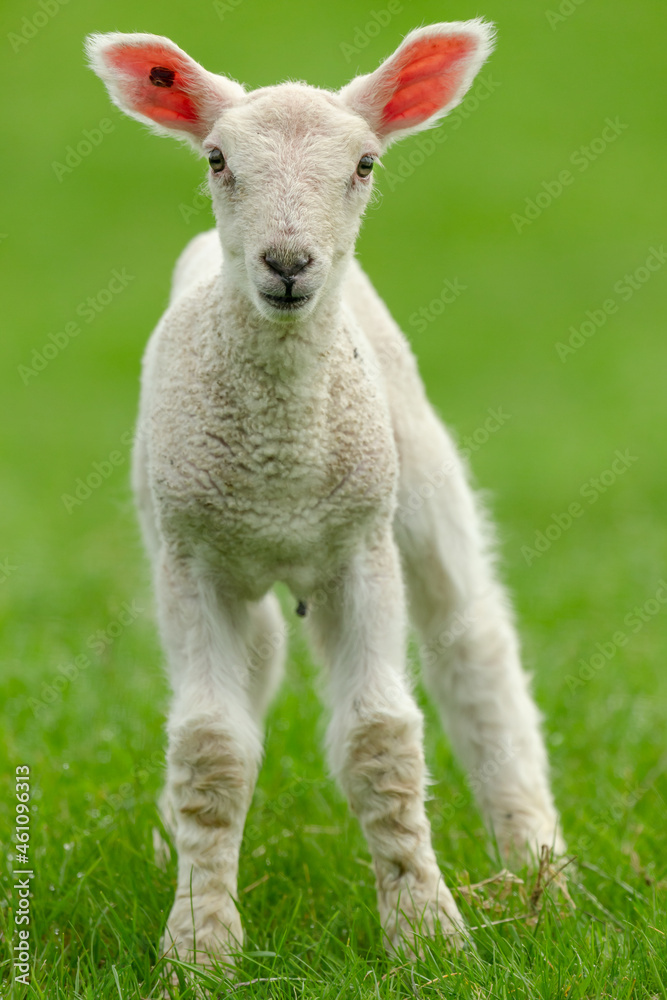 Portrait of a new born lamb in Springtime. With clean, green background. Facing forward. Close up. Vertical. Copy space. Portrait of a new born lamb in Springtime. With clean, green background. Facing forward. Close up. Vertical. Copy space.