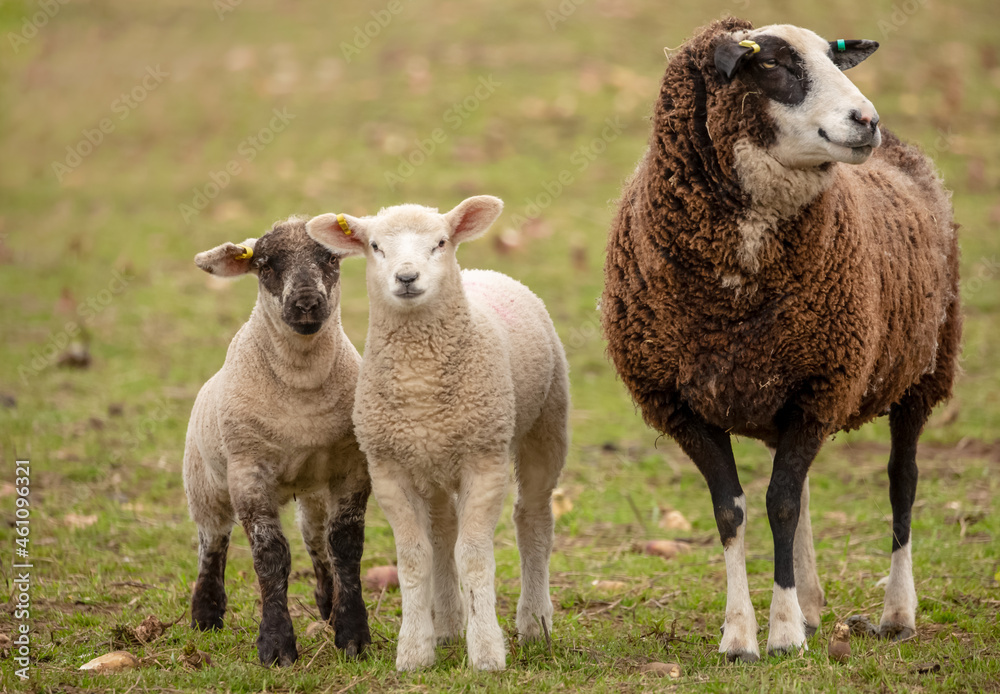 Fototapeta premium Zwartbles cross breed ewe or female sheep with two well grown lambs in Springtime. Facing forward. Close up. Horizontal. Space for copy.