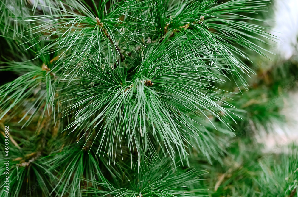 Close-up of Christmas pine fir tree branches background. Background of Christmas tree branches. Needles on a pine branch Close-up of Christmas pine fir tree branches background. Background of Christmas tree branches. Needles on a pine branch