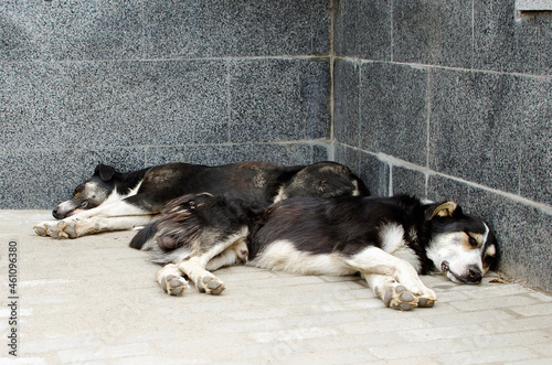 Two mongrel dogs sleeps on the street. Animal problem concept. photo
