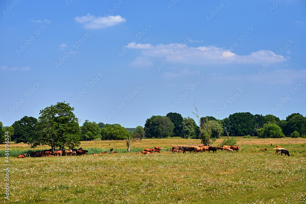 Obraz premium A herd of horses and cows on a pasture during summer