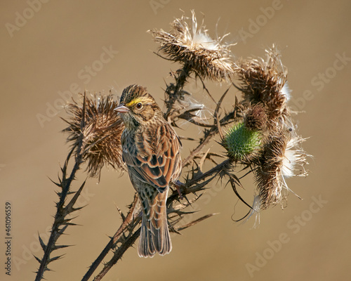 Savanah Sparrow perched on a thistle on a hot summer day