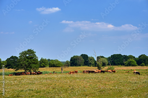 A herd of horses and cows on a pasture during summer
