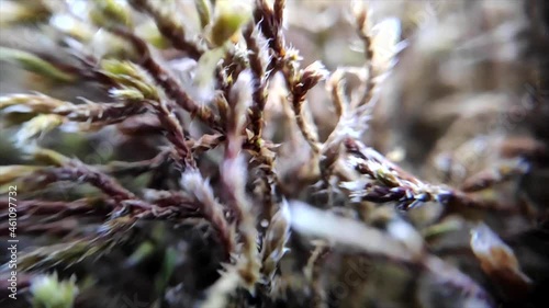 Racomitrium lanuginosum photo