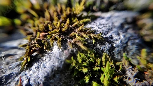 Racomitrium lanuginosum photo