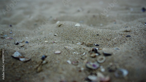 Closeup sandy beach seashell. Sea beach sand surface. Nature background detail