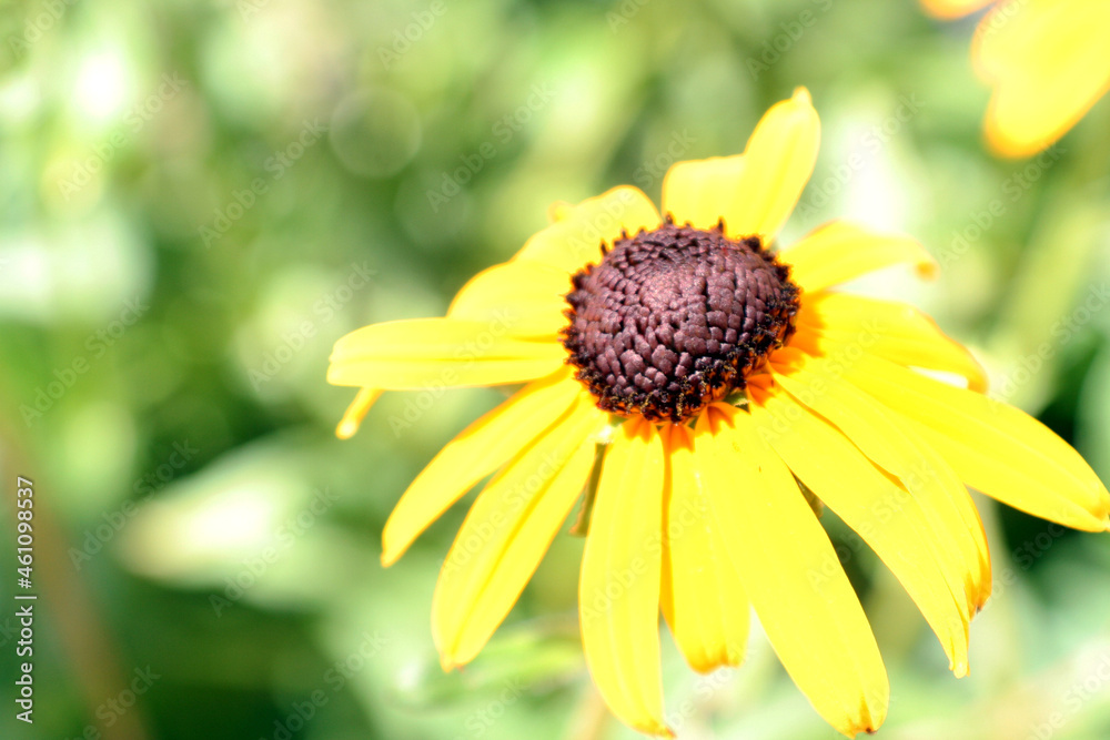 yellow flower yellow flower