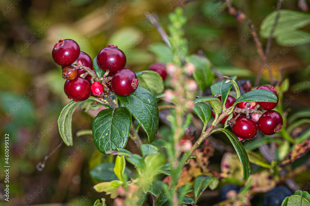 red currant berries red currant berries