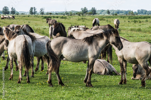 konik horses doing the grazing of the herbs and grass in the nature area Lauwersmeer