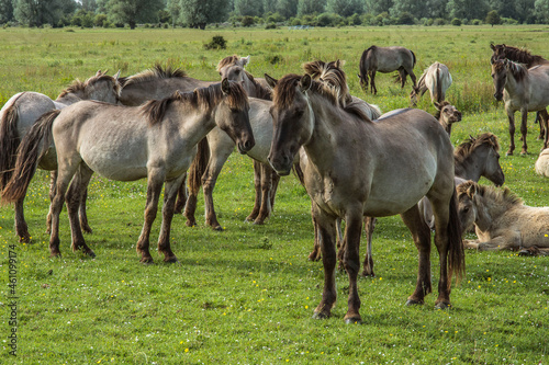 konik horses doing the grazing of the herbs and grass in the nature area Lauwersmeer
