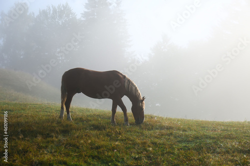Beautiful view of horse grazing on misty meadow