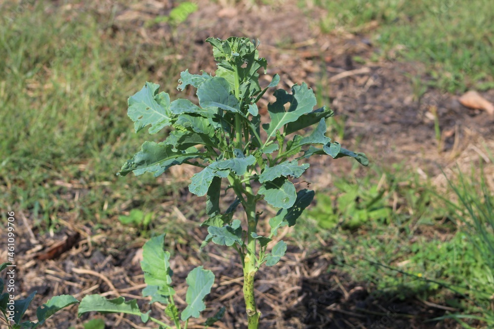 Fototapeta premium broccoli plant in fall