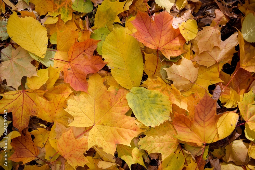 Autumn composition of multicolored maple, elm and linden leaves with different shades and spots