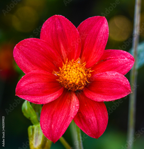 Dahlia