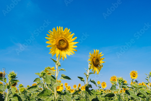 Sunflower in the abundance field with blue sky background
