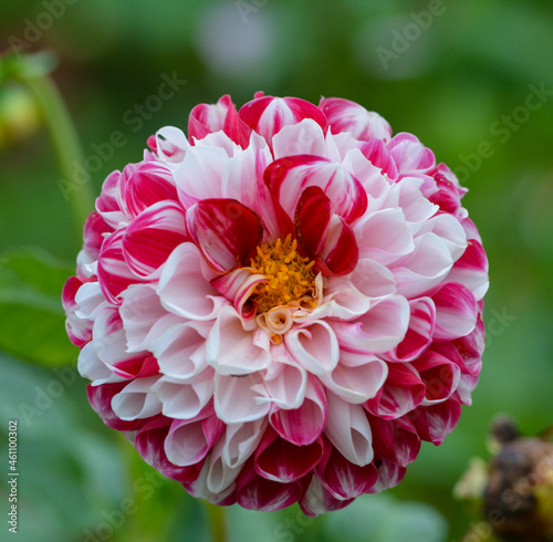 Dahlia