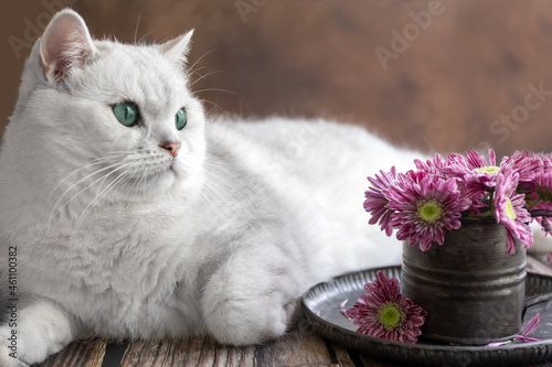 White British cat and chrysanthemum flowers in a metal vintage mug. Card.