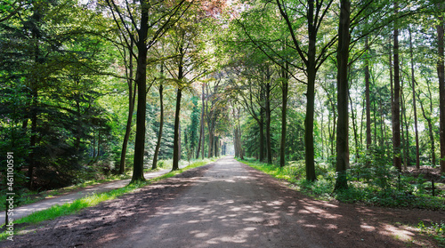 forest lane foothpath in Holland photo