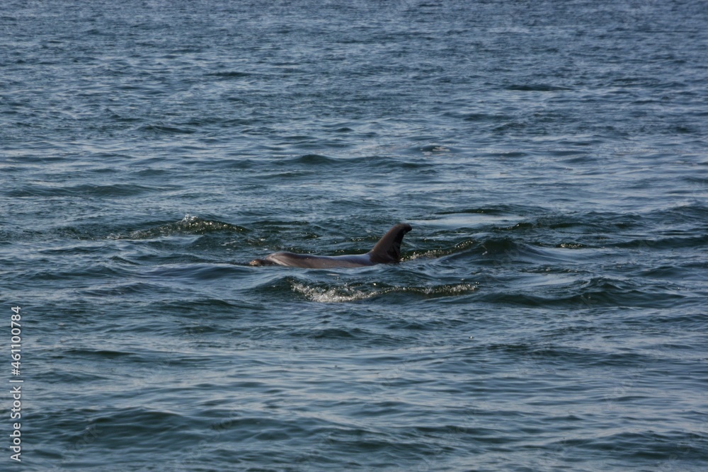 Fototapeta premium Delfin in der Lagunge von Walvisbay.