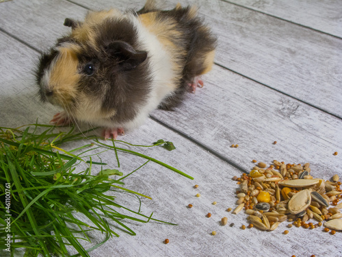 Guinea pig. Eats grains and grass.