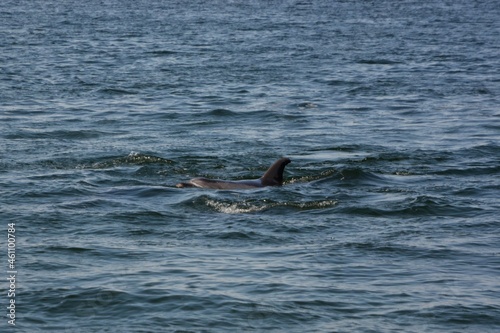 Delfin in der Lagunge von Walvisbay. © anni94