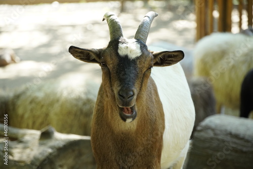 Nice Goat waiting for food at a local Zoo in Romania