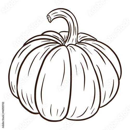 Line Art Ripe Pumkin Illustration. Autumn Food Icon. Fresh squash sketch. Element for autumn decorative design, halloween invitation, harvest, sticker, print, logo, menu, recipe