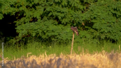 Bussard