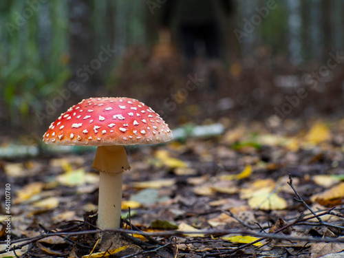 A beautiful fly amanita in the background of the autumn forest