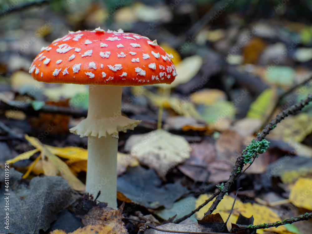 A beautiful fly amanita in the background of the autumn forest A beautiful fly amanita in the background of the autumn forest