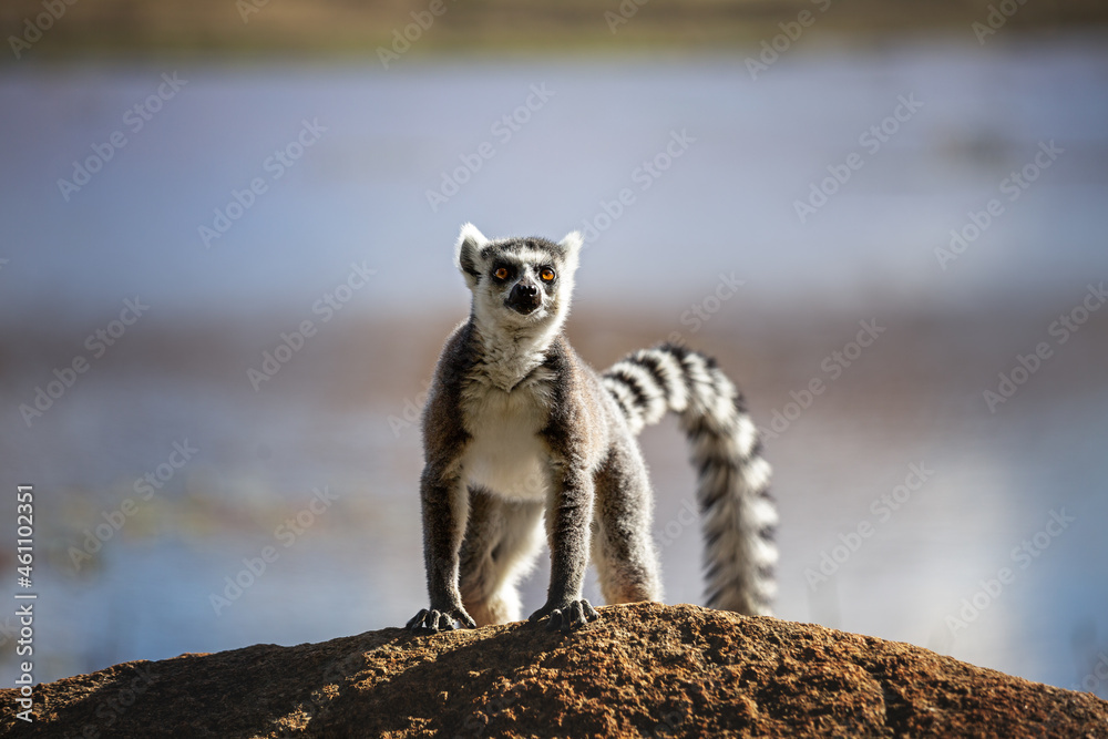 A ring-tailed lemur ( lemur catta ) stands on a small hill in Anja Nature Reserve, Madagascar.