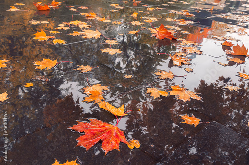 Orange maple leaves on wet tiles in a park by autumn day © Anastasiia Soina