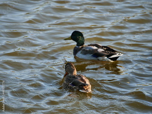 duck and ducklings © Василь Федорів