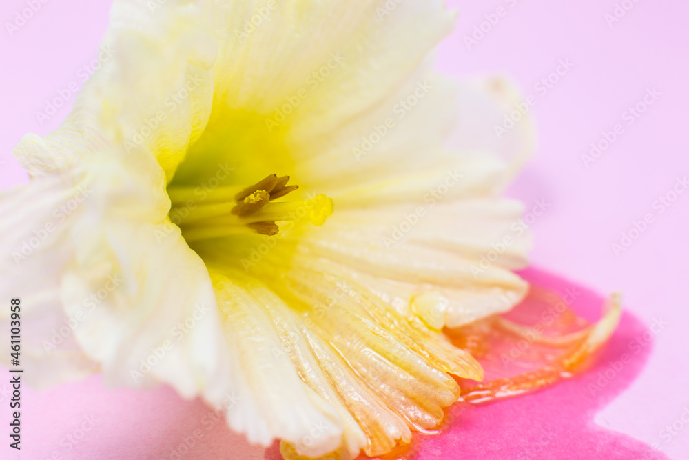 White-yellow narcissus on the pink background. Close up, macro photo. Beautiful spring flowers. Natural wallpaper. White-yellow narcissus on the pink background. Close up, macro photo. Beautiful spring flowers. Natural wallpaper.