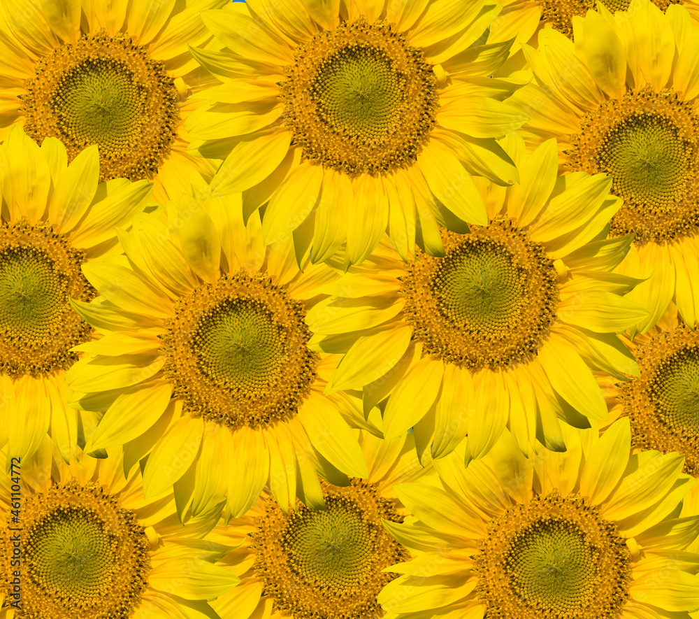 Obraz premium SONY DSC