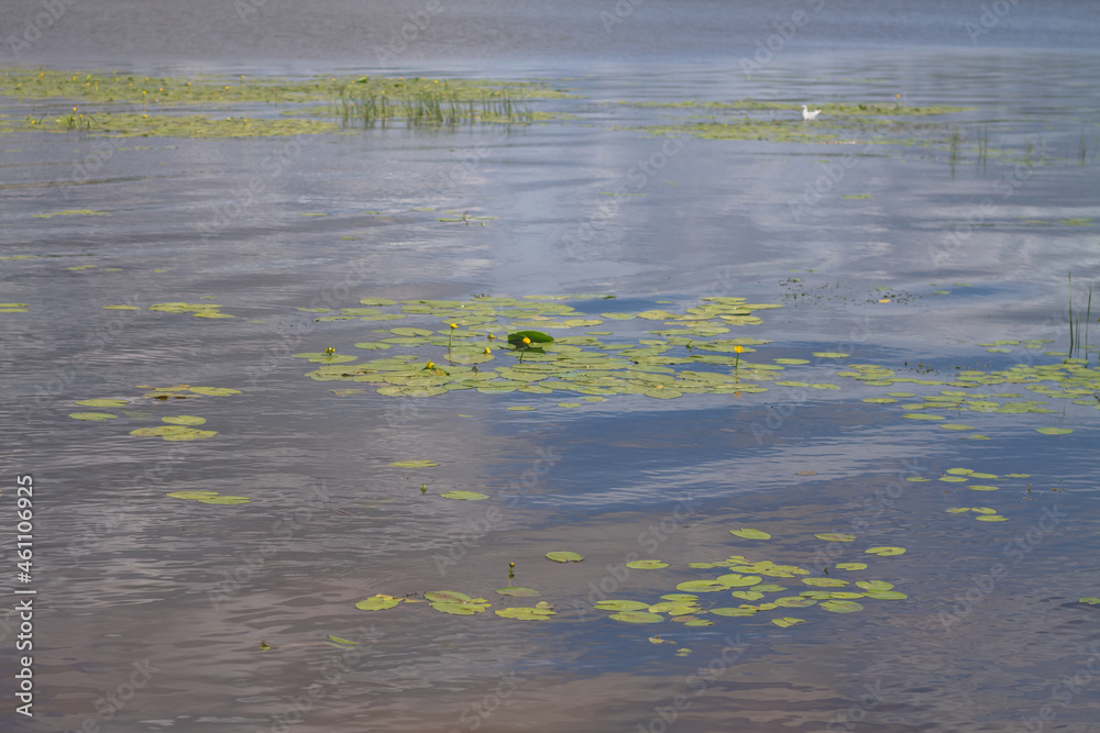 The bank of a river or lake overgrown with cattails, potbelly and aquatic plants