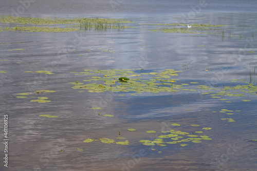 Obraz na płótnie The bank of a river or lake overgrown with cattails, potbelly and aquatic plants w salonie