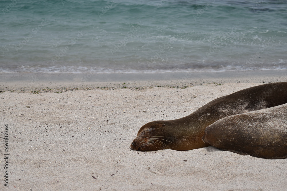Fototapeta premium island sea lion