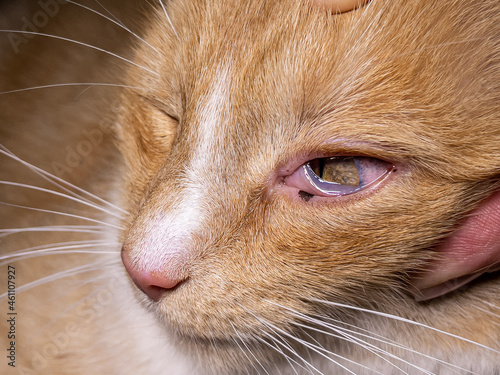 Domestic ginger cat with uveitis photo