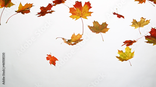 Falling autumn maple leaves...