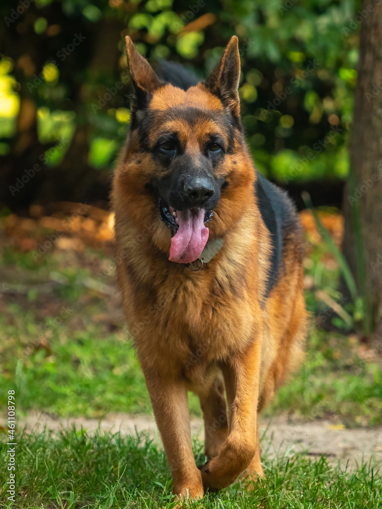 german shepherd dog running in the yard