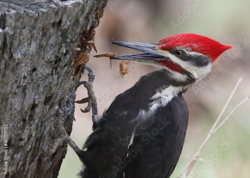 Grand pic, dryocopus pileatus, en situation d'alimentation photo