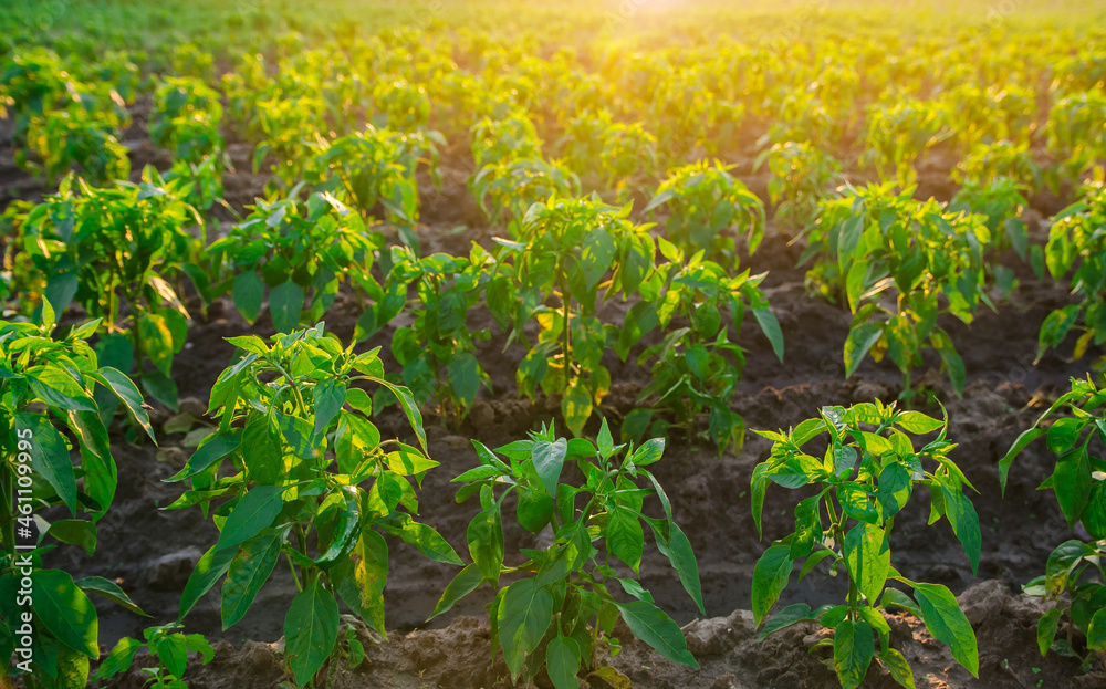 Row of pepper seedlings plants. Industrial growing vegetables on open ground. Farming agriculture. Agronomy and vegetable growing. Selective focus Row of pepper seedlings plants. Industrial growing vegetables on open ground. Farming agriculture. Agronomy and vegetable growing. Selective focus
